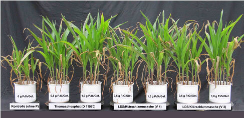 Vegetations-Gefäßversuch mit verschiedenen Phosphatdüngern