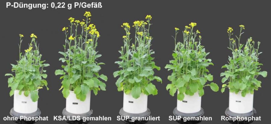 Vegetations-Gefäßversuch mit P-angereicherter LD-Schlacke, wasserlöslichem P-Dünger (SUP) und weicherdigem Rohphosphat